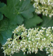 Heuchera villosa 'Chantilly'