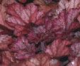 Heuchera 'Beaujolais'