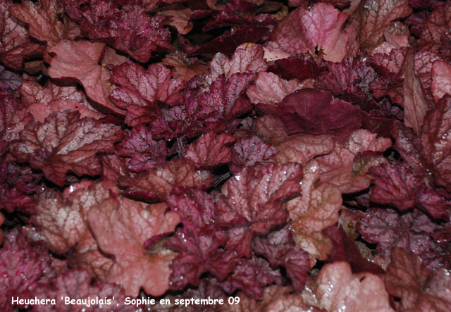 Heuchera 'Beaujolais'