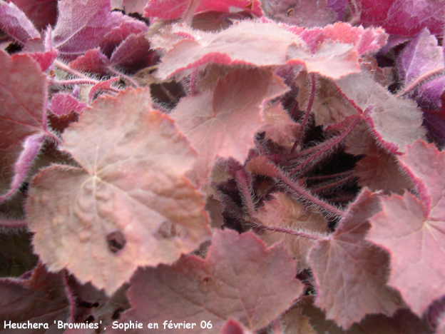 Heuchera 'Brownies'