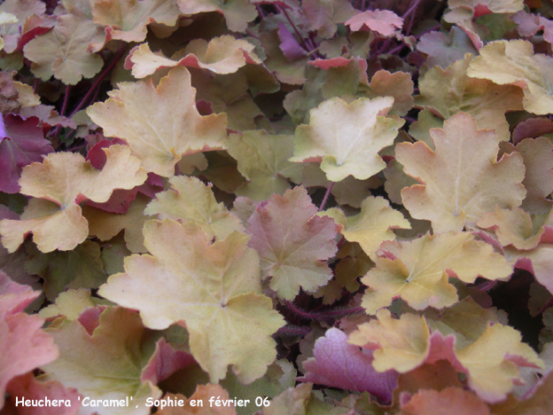 Heuchera 'Caramel'