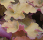 Heuchera 'Caramel'