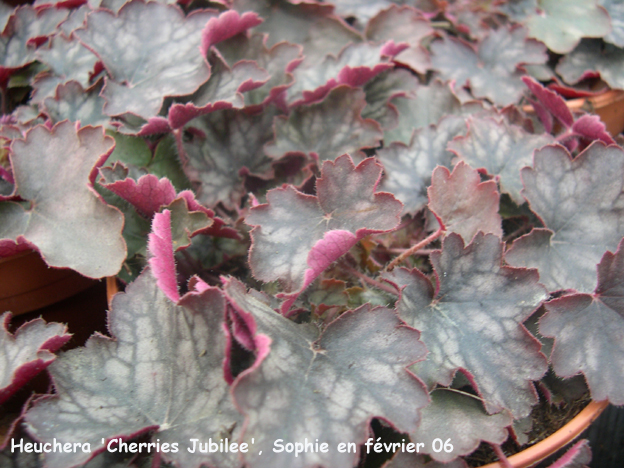 Heuchera 'Cherries Jubilee'