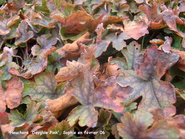 x Heucherella 'Dayglow Pink'