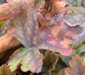 x Heucherella 'Dayglow Pink'