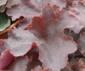 Heuchera   'Ebony And Ivory'