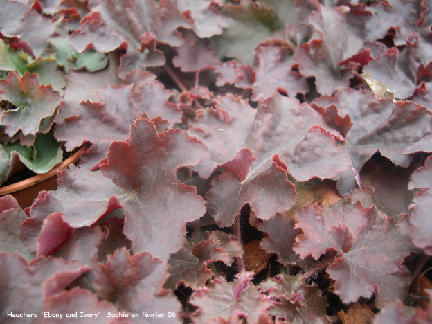 Heuchera 'Ebony and Ivory'