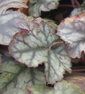 Heuchera 'Gypsy Dancer'