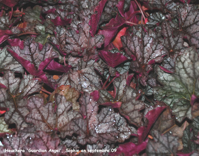 Heuchera 'Guardian Angel'