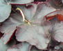 Heuchera 'Obsidian'