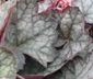 Heuchera 'Pewter Moon'