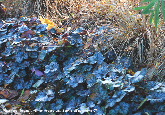 Heuchera 'Regina'