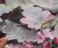 Heuchera 'Rose Mirrors'