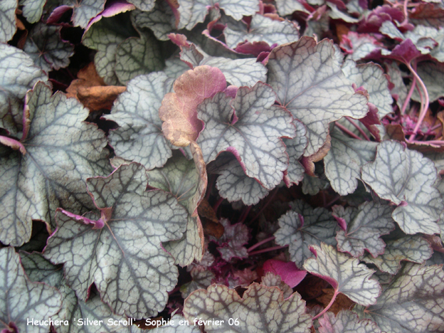 Heuchera 'Silver Scroll'