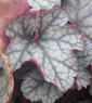 Heuchera 'Silver Scroll'