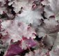 Heuchera 'Stormy Seas'