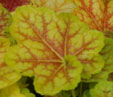 Heuchera 'Tiramisu'