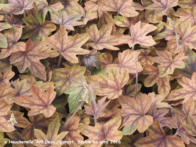 x Heucherella 'Art Deco'