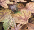 x Heucherella 'Art Deco'