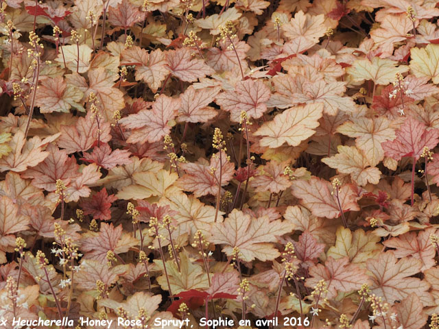 x Heucherella 'Honey Rose'