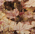 x heucherella 'Honey Rose'