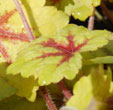 x Heucherella  'Stoplight'