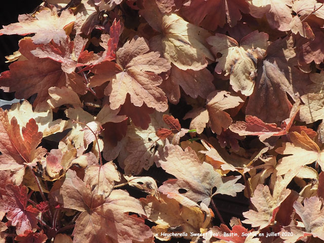 x Heucherella 'Sweet Tea'