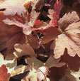 x Heucherella 'Sweet Tea'