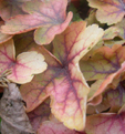 x Heucherella 'Sunspot'