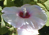 Hibiscus moscheutos