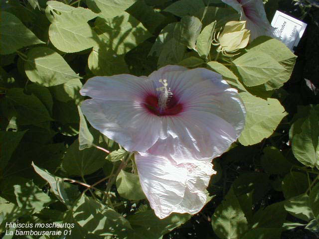 Hibiscus moscheutos