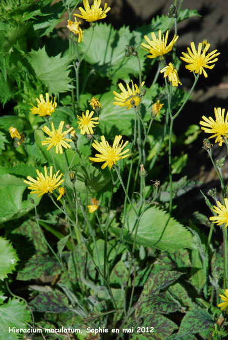 Hieracium maculatum