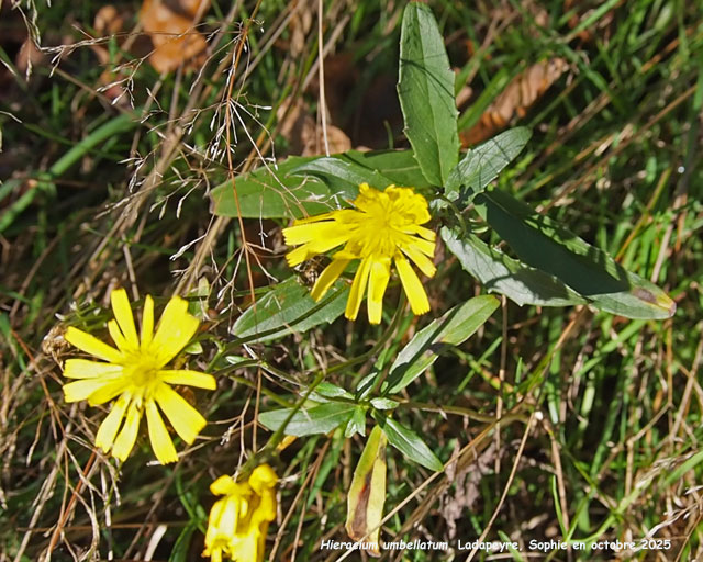 Hieracium umbellatum