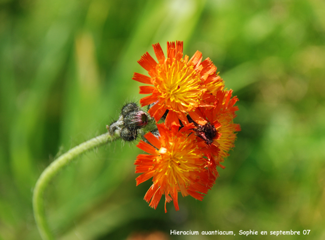 Hieracium aurantiacum