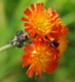 Hieracium auranticaum