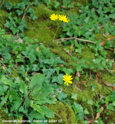 Hieracium  murorum