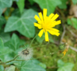 Hieracium murorum