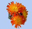 Hieracium aurantiacum