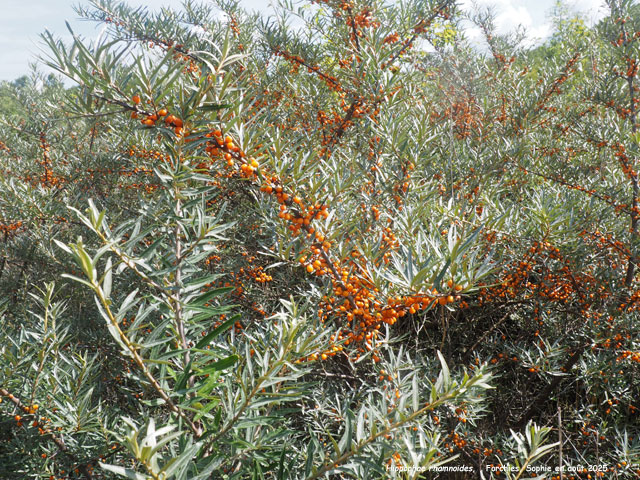 Hippophae rhamnoides