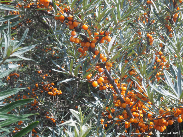 Hippophae rhamnoides