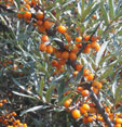 Hippophae rhamnoides