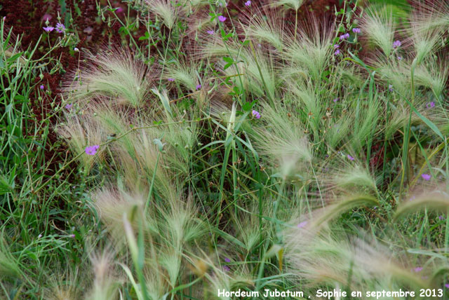 Hordeum jubatum