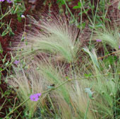 Hordeum jubatum