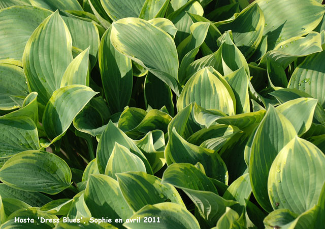 Hosta 'Dress Blues'