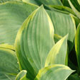 Hosta 'Dress Blues'