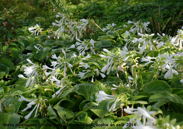 Hosta plantaginea 'Grandiflora'