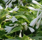 Hosta plantaginea  'Grandiflora'