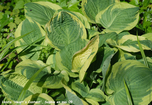 Hosta 'Heart's Content'