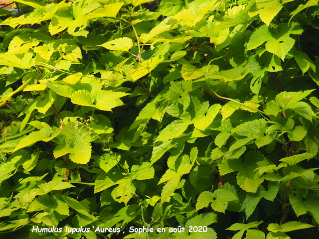 Humulus lupulus 'Aureus'