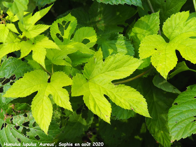 Humulus lupulus 'Aureus'